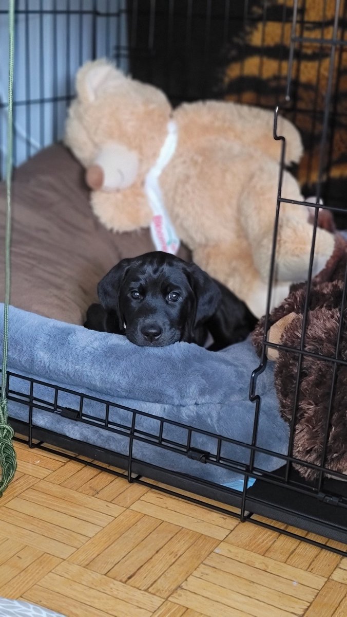 MarceloZ_DL's tweet photo. 2/2 a yard and someone willing to excercise her. She knows basic commands: sit, heel, up jump, lay down and crawl. She's crate training sleeps in her crate at night, currently potty training. Please DM me if interested or retweet would really help this beautiful girl out ❤️ https://t.co/NB2sjNmtOs