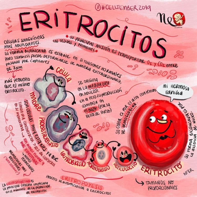 TcaeEnfermero's tweet photo. Eritrocito:
Los #eritrocitos ,glóbulos rojos o #hematíes (los tres conceptos se refieren a lo mismo) son células sin núcleo que se encuentran en la sangre. 

Son muy numerosas y constituyen el principal componente sanguíneo, representan el 40% del volumen sanguíneo. 
#tcae #tce https://t.co/ral7WrKvUr