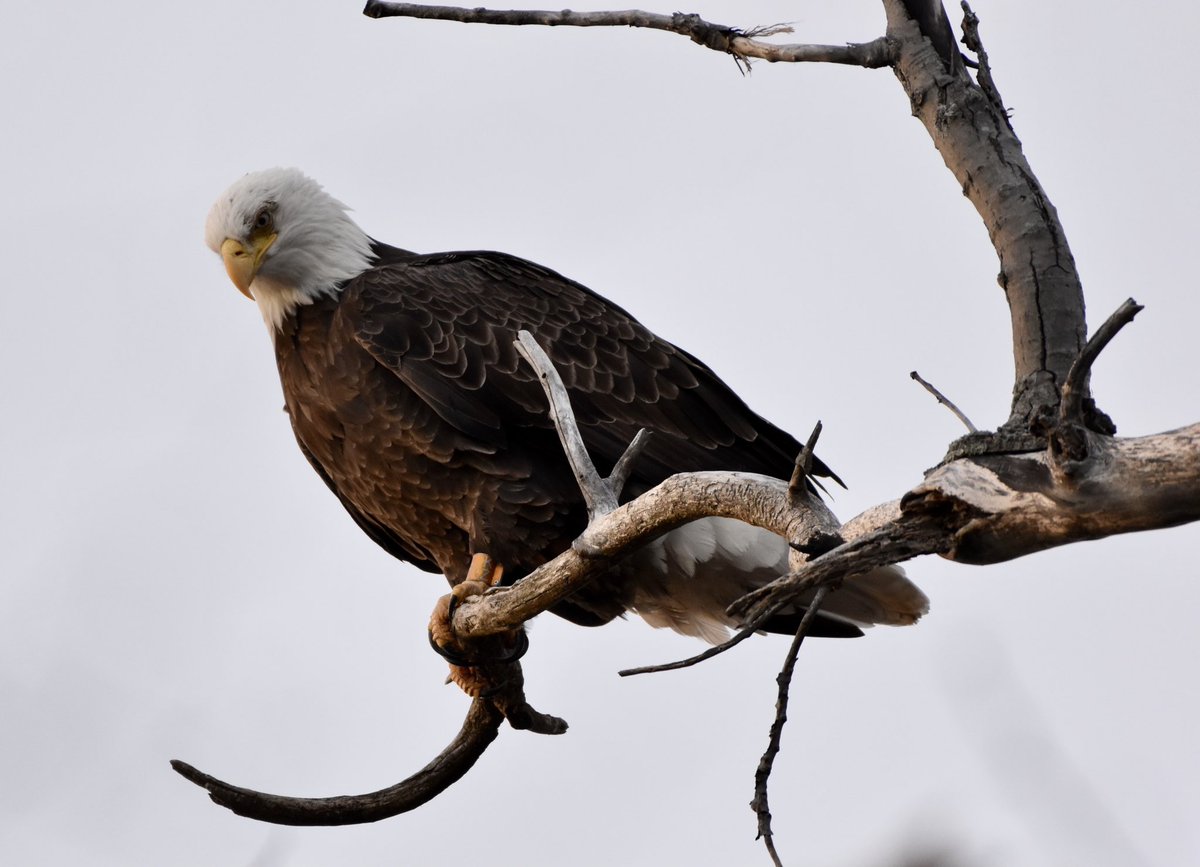 stephwmo's tweet photo. I am over the top happy that I was able to get this close to an #Eagle today, my first real sighting of one.
.
#bird #birds #birding #eagles #baldeagle #birdsofprey #birdphotography  #naturephotography #wildlifephotography  
#nature #stephaniessliceoflife #naturesbeauty https://t.co/vAAnskUUYW