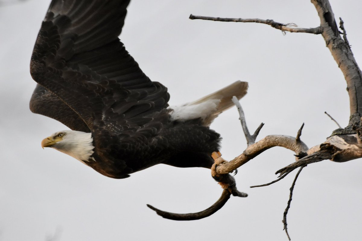 stephwmo's tweet photo. I am over the top happy that I was able to get this close to an #Eagle today, my first real sighting of one.
.
#bird #birds #birding #eagles #baldeagle #birdsofprey #birdphotography  #naturephotography #wildlifephotography  
#nature #stephaniessliceoflife #naturesbeauty https://t.co/vAAnskUUYW