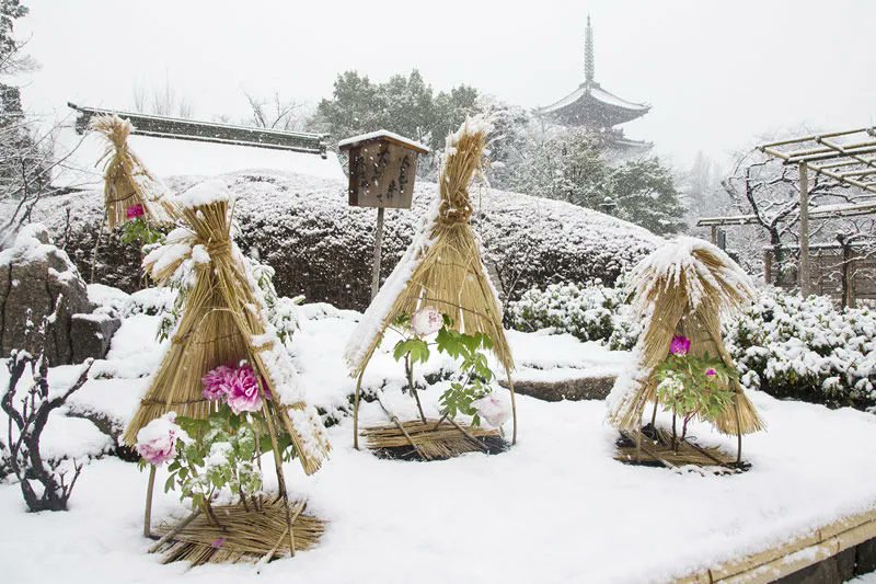 Integral Blu Just Love The Straw Hut Protection The Winter Peony Festival Is Being Held At Ueno Toshogu Shrine In Tokyo Until February 23 Wednesday In Addition To Winter Peony And