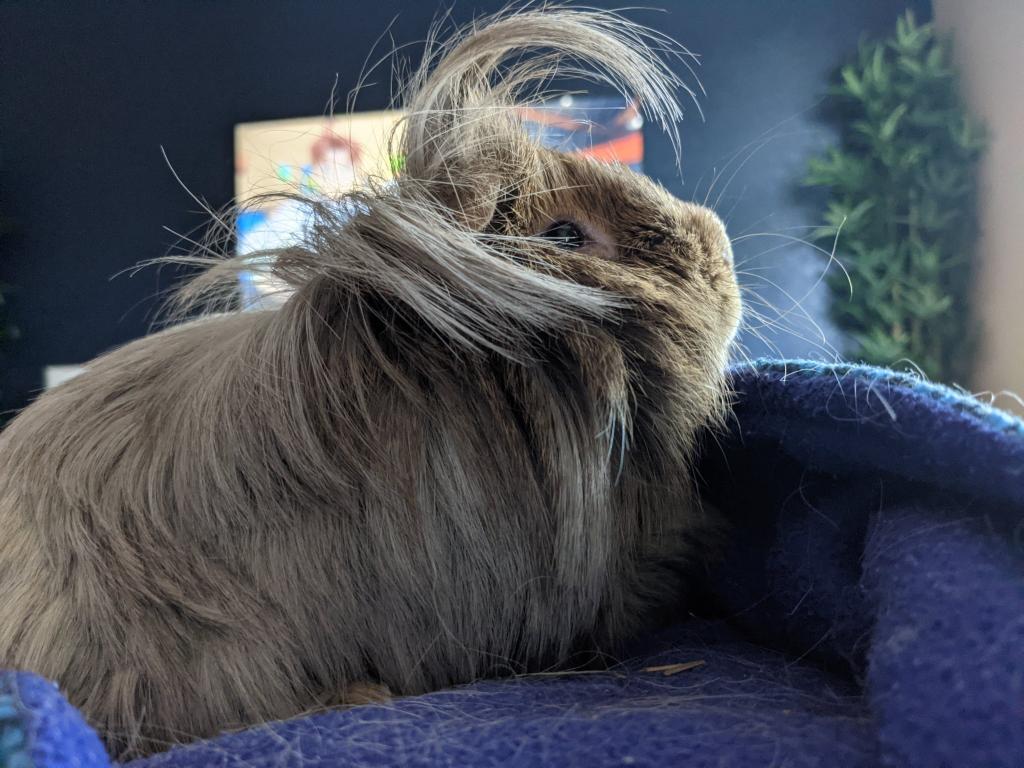 IndigoCharge's tweet photo. Well the end of an era. Faraday the Guinea Pig and ever lover of carrots and only carrots has moved on from his mansion of a cage. His squeaks and snuggles will always be missed! https://t.co/6nA7EVqgLJ