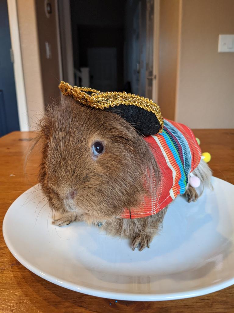 IndigoCharge's tweet photo. Well the end of an era. Faraday the Guinea Pig and ever lover of carrots and only carrots has moved on from his mansion of a cage. His squeaks and snuggles will always be missed! https://t.co/6nA7EVqgLJ