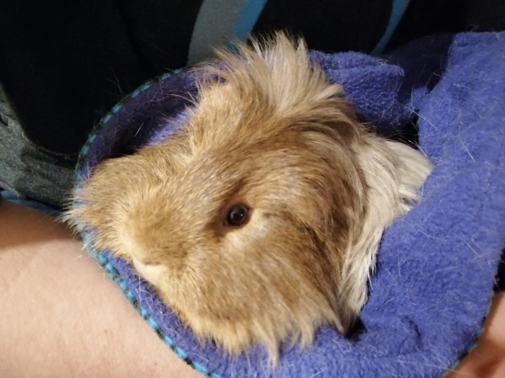 IndigoCharge's tweet photo. Well the end of an era. Faraday the Guinea Pig and ever lover of carrots and only carrots has moved on from his mansion of a cage. His squeaks and snuggles will always be missed! https://t.co/6nA7EVqgLJ