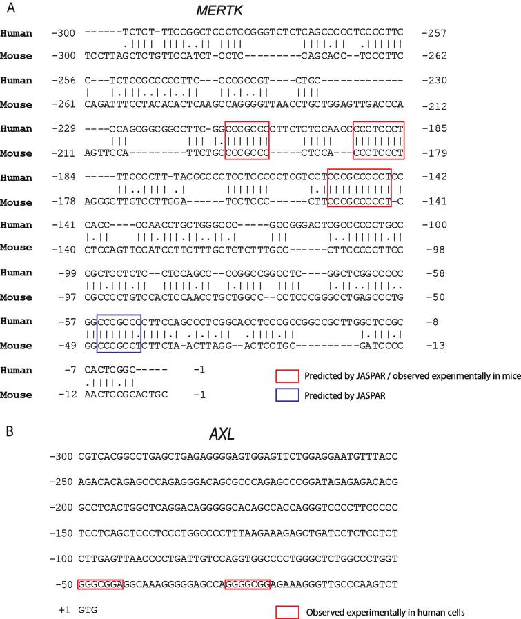 BPL_Journal's tweet photo. Follow us this week to catch up on #openaccess #BPLjournal articles from our recent issue (7:1)

First up, Walsh et al. identify &amp; report elements of the MERTK gene transcriptional promotor, a gene that is dysregulated in #MultipleSclerosis

Read it here: https://t.co/3OODuHYKgU https://t.co/ixQDuVtJ3n