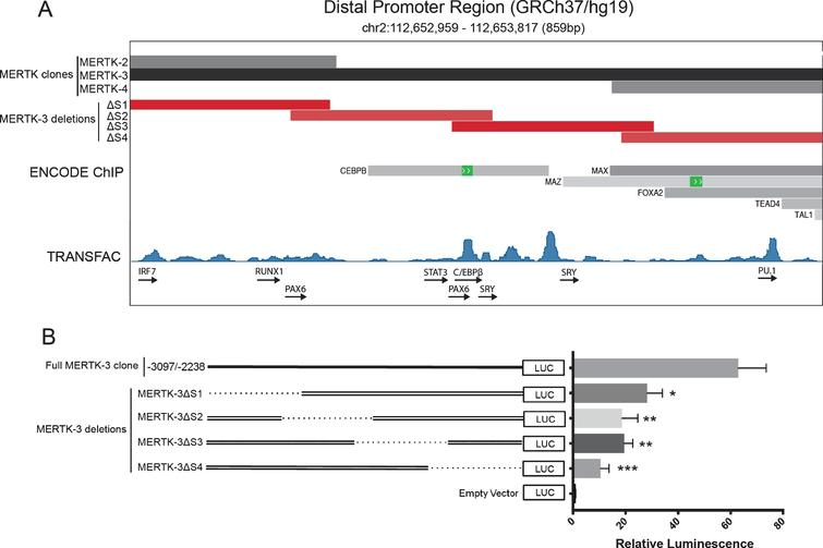 BPL_Journal's tweet photo. Follow us this week to catch up on #openaccess #BPLjournal articles from our recent issue (7:1)

First up, Walsh et al. identify &amp; report elements of the MERTK gene transcriptional promotor, a gene that is dysregulated in #MultipleSclerosis

Read it here: https://t.co/3OODuHYKgU https://t.co/ixQDuVtJ3n