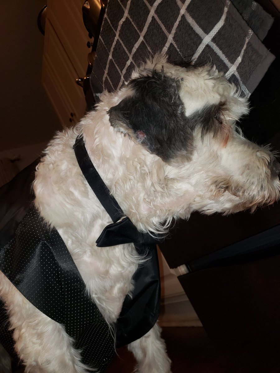 LemonadeJay's tweet photo. Celebrated our dog Ollie turning 100 by getting dressed up and giving him a steak dinner. Happy birthday Ollie! https://t.co/pssYxhm7OL
