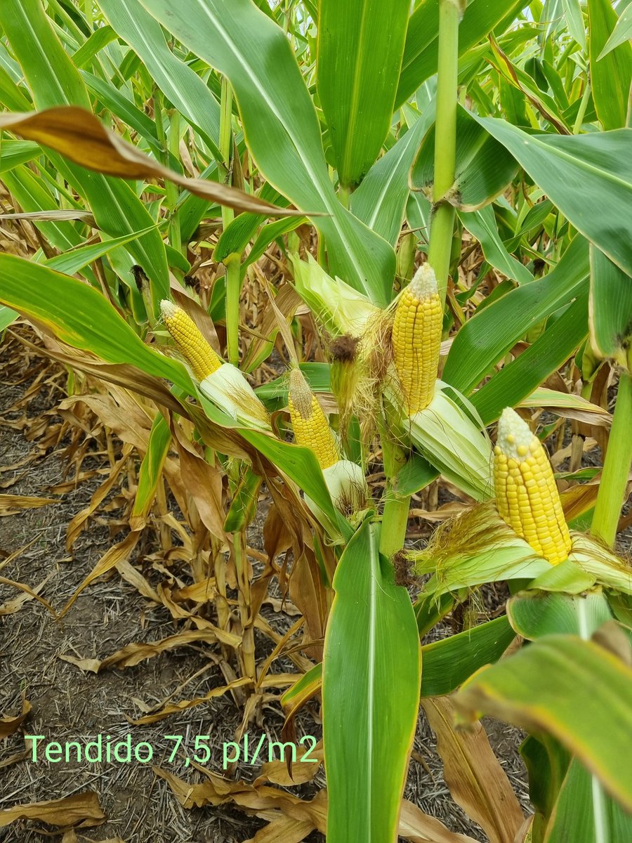 Ezequiel Odello tweet media