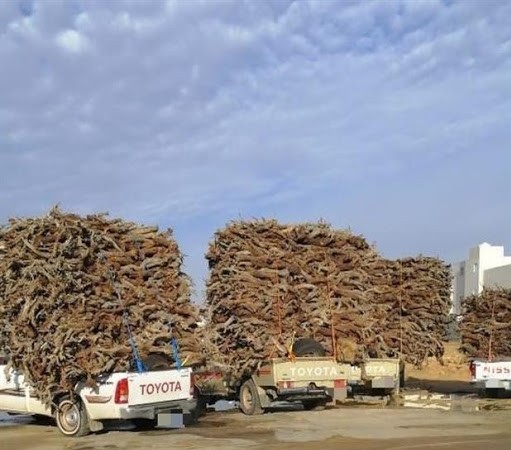 ١-مزارع الحطب :
مع بدء تطبيق منع الأحتطاب وبيع الحطي المحلي وهو أمر إيجابي  لكن يعاني من يفضلون شب النار بحطب من الأنواع المحلية كالغضا والأرطى والسمر ولها عشق عند الكثيرين 
 كماقال الشاعر:
ريح الحطب والبرد ومقابل النار
تجلي عن الخاطر همومٍ كثيره..
ولذلك تبرز فكرة مزارع الحطب