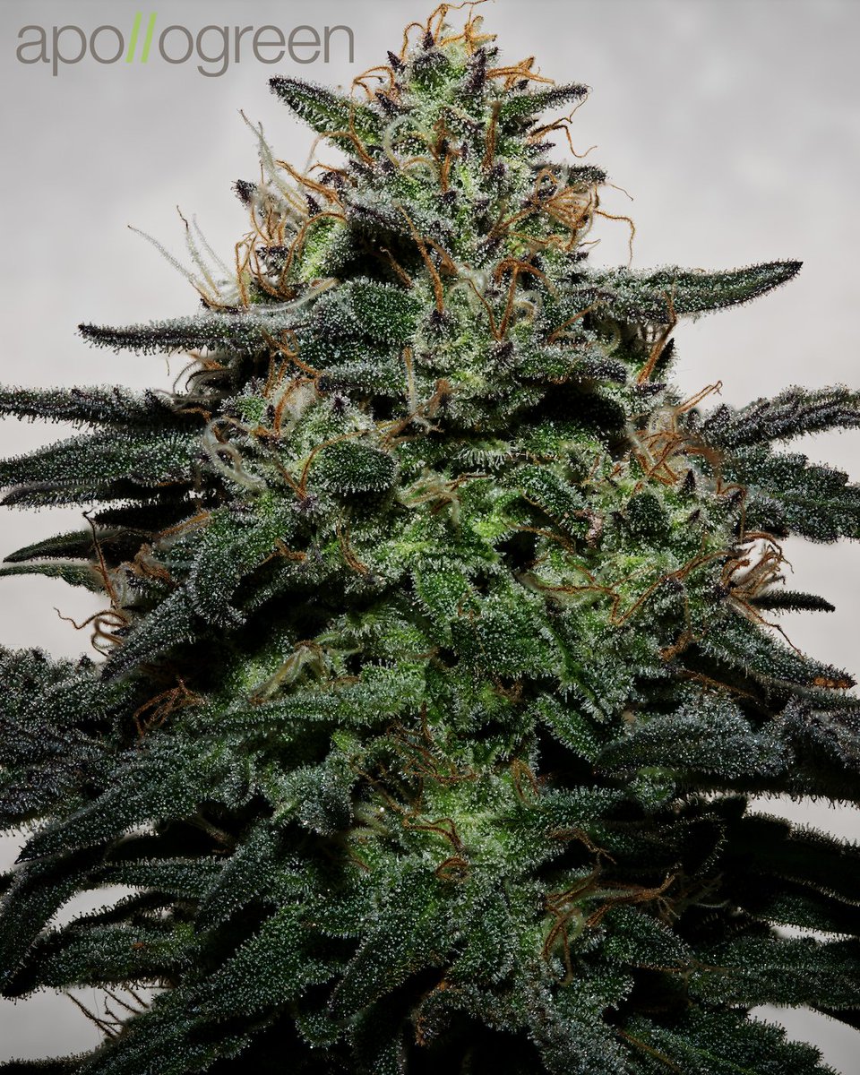 apollogreenInc's tweet photo. Charlotte's Gift: 2 of the most world-renowned &amp; sought-after CBD strains crossed. Heavy yields of piney, lemony &amp; pungent mint terpy flowers. (Registered phenos with <0.3% THC can be grown on a hemp license) Indica &amp; Sativa. THC: 0.3-0.7%. CBD: 15%.
info@apollogreen.com https://t.co/BtbvCN31Bb
