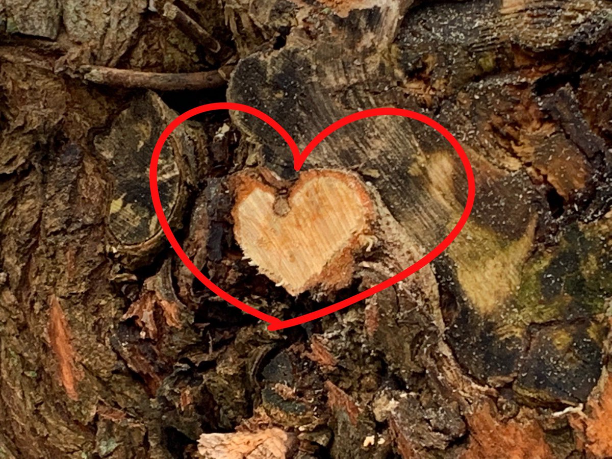 smdejong1981's tweet photo. Creatief bijeffect zichtbaar op een geknotte wilg 🌱💚😍 #hitland #capelleaandenijssel #lunchwandeling @ParkHitland #knotwilg #love https://t.co/f20VyoCCcE