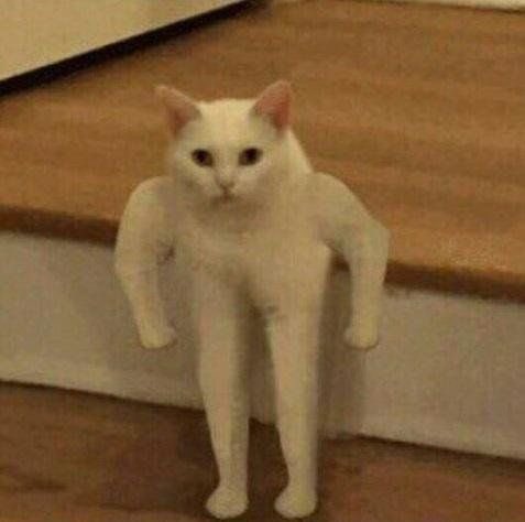 ً (@vani_cats) on Twitter photo 