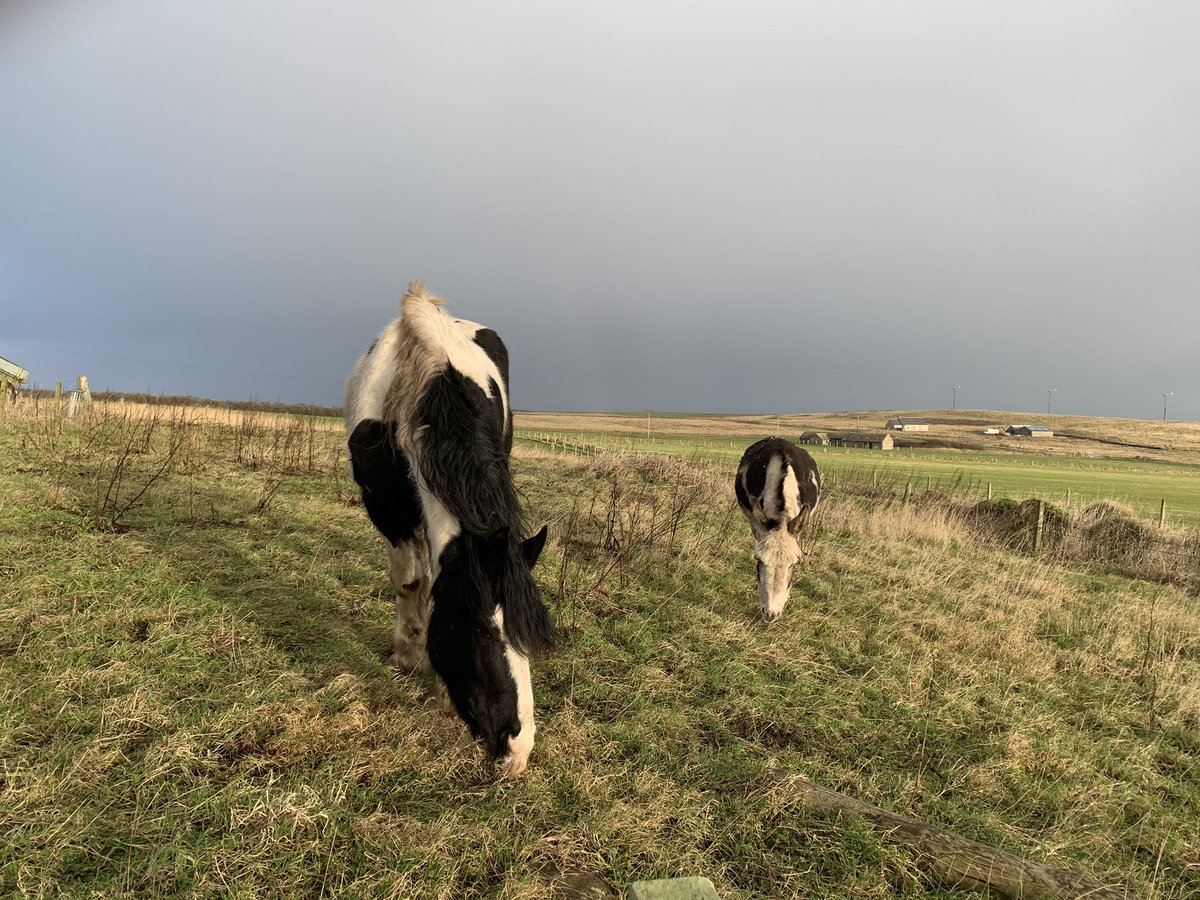 NavajoBirdsong's tweet photo. The boys out this morning… looking out to the #Mullhead #grass https://t.co/eDy2wGvPQc