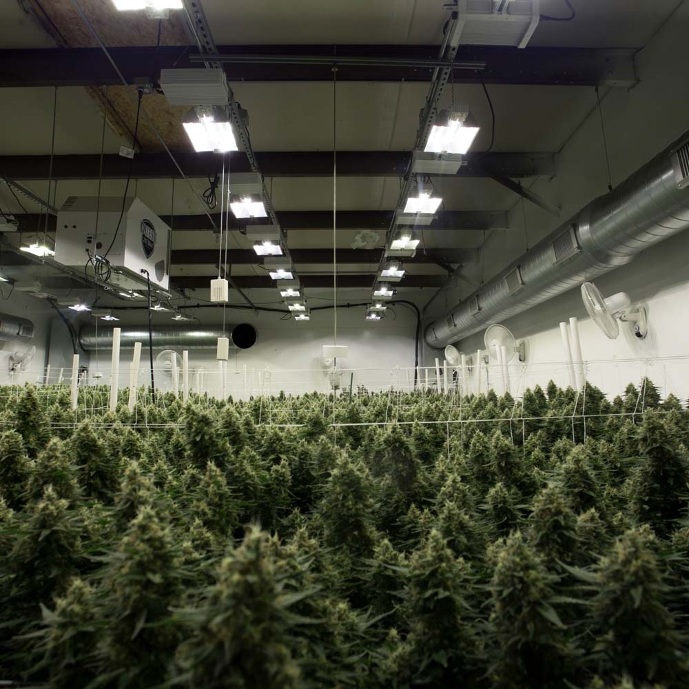 successnutrient's tweet photo. Trees™ is formulated to complement your plants in both the Vegetative and Flowering phases. Use in conjunction with Flowers and Micro for the best results. Trees is very effective in both Soil and Hydroponic gardens.
https://t.co/dU1zhvXuM1

_____
#successnutrients #threealight https://t.co/fMrPuopPZz