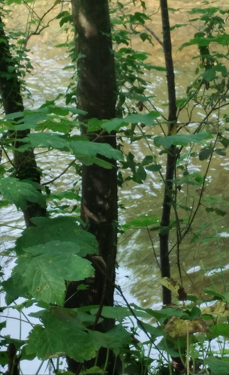 ElizabethMerry1's tweet photo. A study in green and black. I love this #picture because of the colours, and, just the shape of it.
#trees #rivers #black #green #thedodder #walking #morningwalks #Riverside #naturelover #nature https://t.co/Z2WKCnjKP1