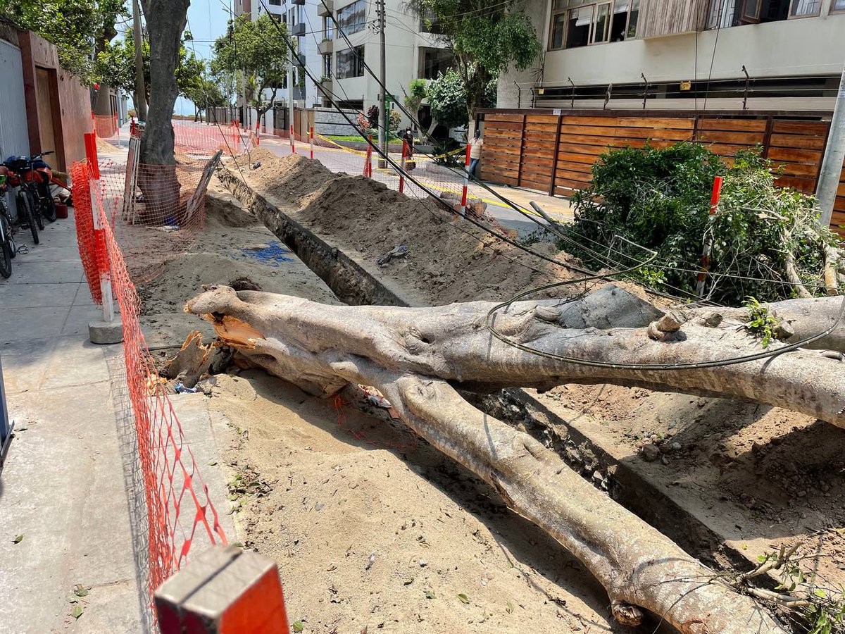 GustavoEscribe's tweet photo. En la capital con menos áreas verdes del continente ocurren estas cosas. 
Petróleo en la costa, árboles que se matan así nomás: ¿qué mierda hay que hacer para que empecemos a cambiar nuestro destino fatal?

*Colón cdra. 6, Miraflores, foto de @timmy_i

@MuniMiraflores @MuniLima https://t.co/WPEa91Fjsc