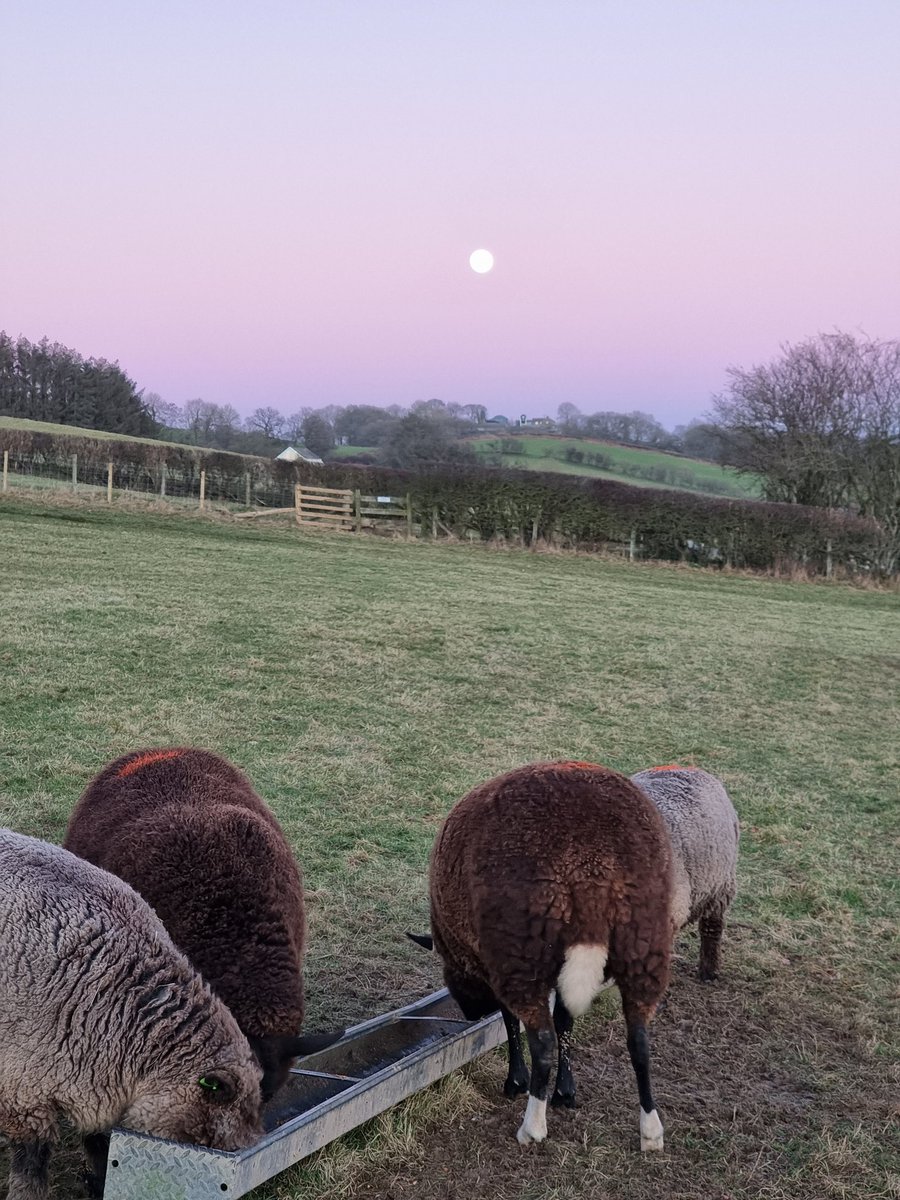 nightmarehill24's tweet photo. Woo hoo 200% scanning the girls, very proud of my ram lamb and the girls fingers crossed for a good lambing, March here we come! #firsttimefarmer #thisgirlcan #shewhodaresfarms #onceuponafarm https://t.co/VdL66U4PiG