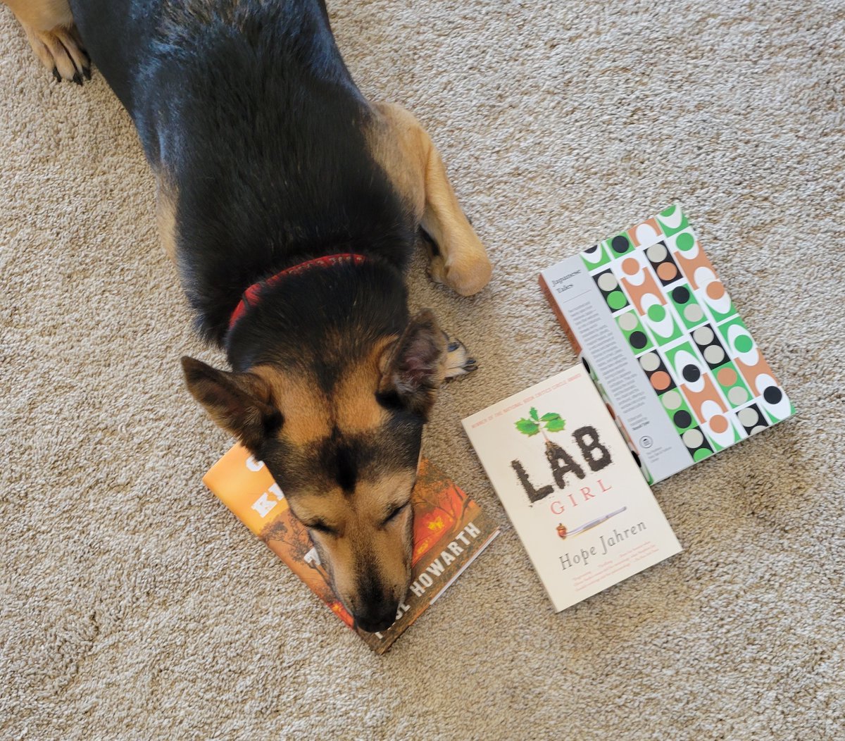 JMcCannWriter's tweet photo. Which book should I read today, buddy? And, it's decided, the novel. ONLY KILLERS AND THIEVES by @paulhowarth_. Research books for my #WIP will have to wait... #histnov #dogsoftwitter #amreading #dogsofauthors #goodboy #writingcommunity #aussiefiction https://t.co/F3Z1uHvWTt
