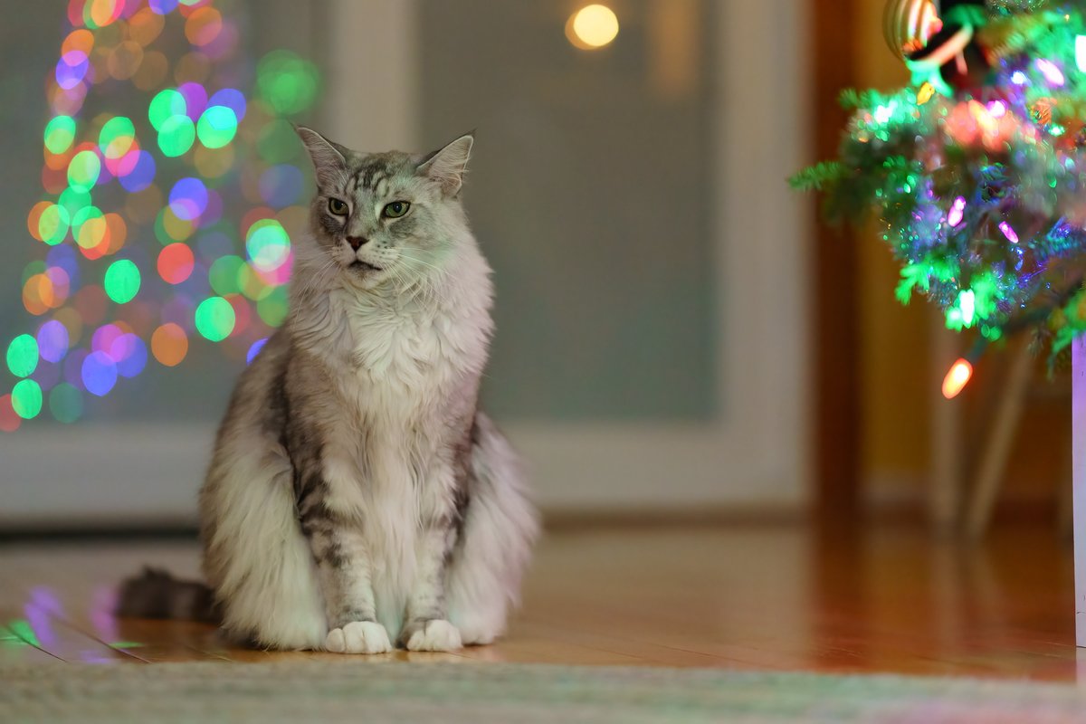 bowmandesigninc's tweet photo. Dexter is my brothers and sister-in-law's #mainecoon cats. I captured a few photographs of them over the holidays, and I hope they bring a little joy into your day as they often bring to me. https://t.co/0HJZgFiWeD