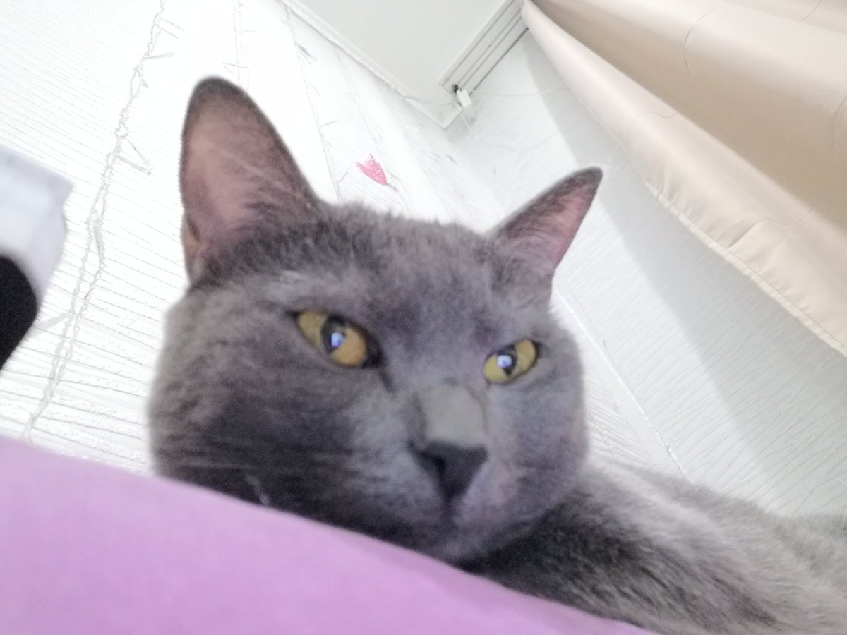 sleepycliffi's tweet photo. @EXOiBTSmem Бл кошку спиздили https://t.co/PdUqOz2mAk