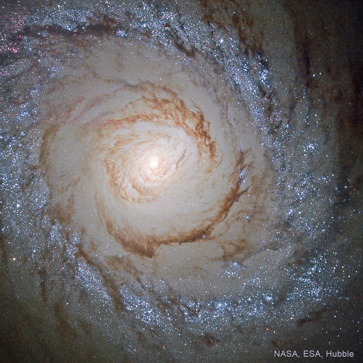 Today Chandra is studying stars in Canes Venatici. Nearby in the sky in M94, new stars are forming rapidly within a bright band called a starburst ring. The ring is likely caused by a pressure wave moving outward from the galaxy's center, compressing gas &amp; dust in outer regions.