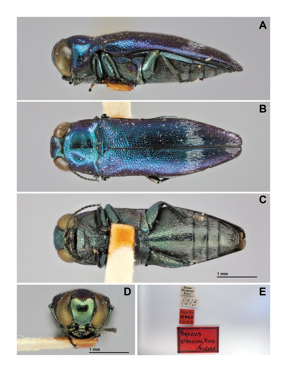 kogent_musings's tweet photo. Midway through week four of 100% telework so no #MuseumSelfieDay for me 😭 Instead, here are some teaser plates from our catalogue of @NMNH  Agrilus primary types courtesy of @LourdesChamorro. 2 plates down, roughly 648 left to go! #MissingMuseums https://t.co/etVomAEk3Z