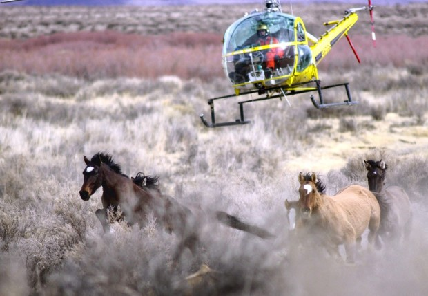 beverlynichols's tweet photo. @SecDebHaaland @POTUS #RelistWolves #StopTheRoundups #IStandWithWolves #HaltTheHelicopters https://t.co/HF0lghkI9B