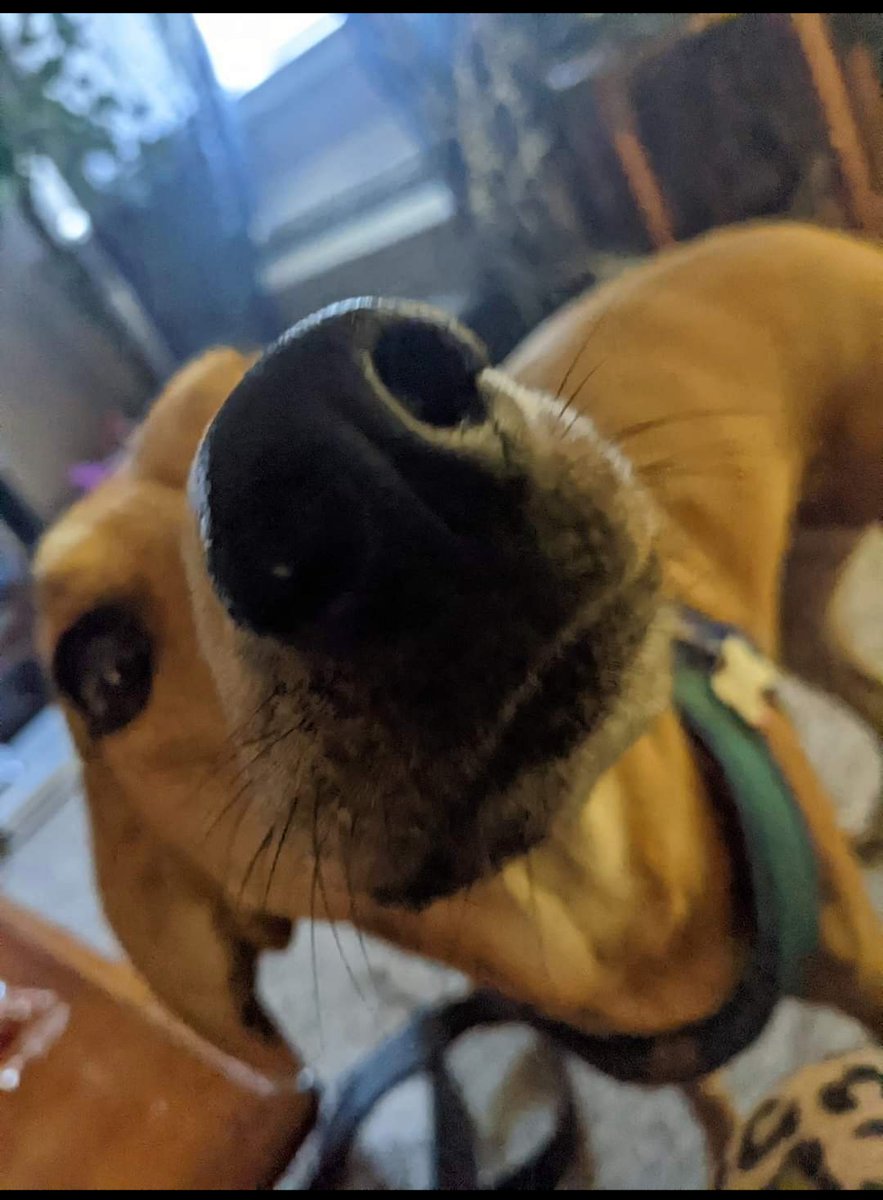falconslady40's tweet photo. Can I get a boop https://t.co/2WOJCQ3s68