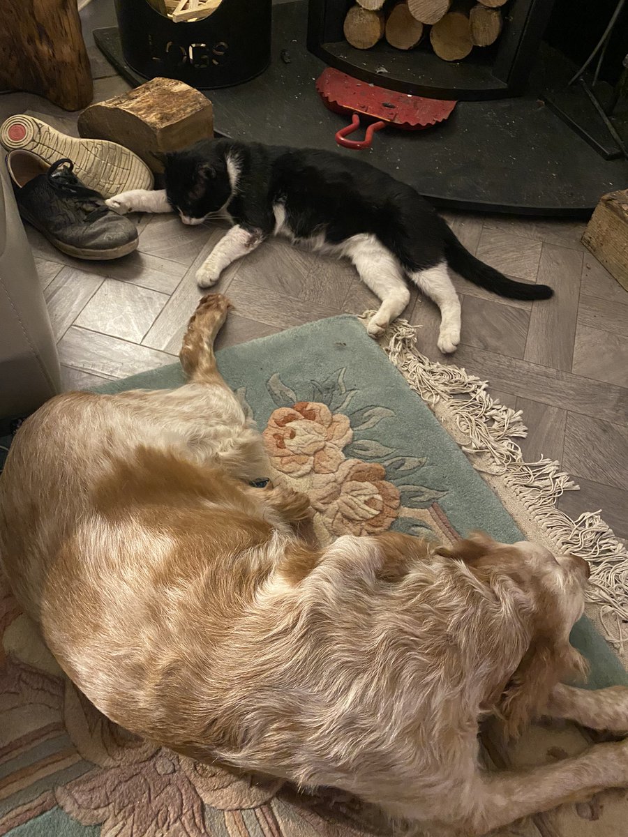 SpanielsSuper's tweet photo. Shhhhh! Finally PussPuss is beginning to accept Ronnie, a few weeks ago he would have swiped him if he came that close. Ronnie is such a gentle soul & very placid…. PussPuss it has to be said isn’t! But finally a breakthrough 😀❤️ #FinallyFriends #AdoptDontShop https://t.co/5hWLm6Lo0A
