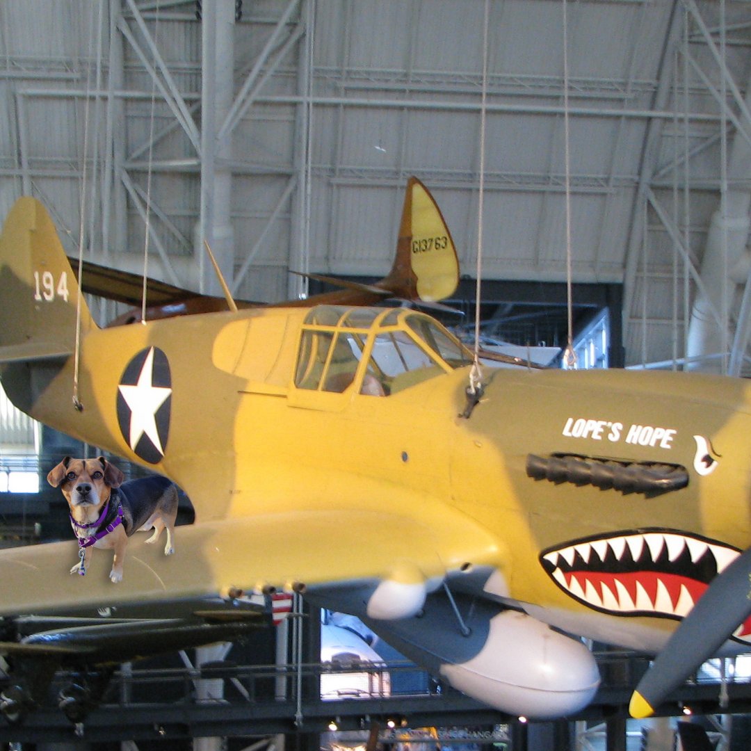 HARTforAnimals's tweet image. Bingo took the red line w Ellie but opted for the National A&amp;amp;S Museum. Seen here waiting on Ellie, who had 2 cut her Smithsonian trip short 2 try &amp;amp; get Bingo down. 
#MuseumSelfieDay
If you’re interested in meeting Bingo, please click the links below: petfinder.com/dog/bingo-5422…