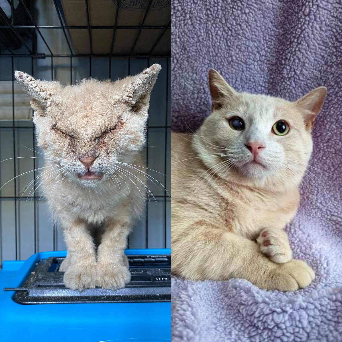 Cat Man Chris tweet media