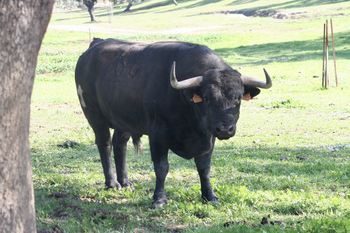 Toro 66 Gatillero de Albarreal