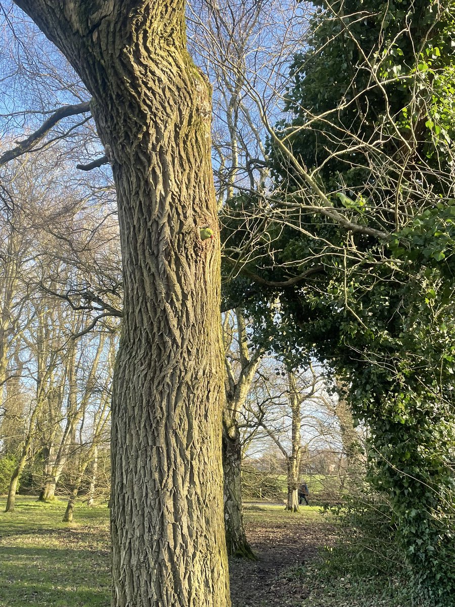 AdamRiley22939's tweet photo. Taken from iPhone. Rose ringed parakeet in Manchester. #Winterwatch  @BBCSpringwatch https://t.co/MKHGflxICm