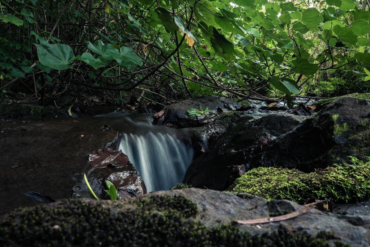 IslandFilmGroup's tweet photo. People from all over the world come to Hawaii to film in our unique ecosystem.  Did you know there are estimated 1400 plants native to Hawaii and about 90% of them are not found anywhere else in the world?  

📷: @kristacarellaphoto https://t.co/IaxWb2Pxpj