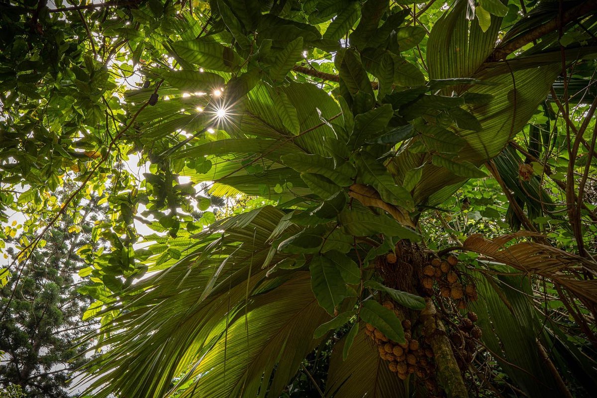 IslandFilmGroup's tweet photo. People from all over the world come to Hawaii to film in our unique ecosystem.  Did you know there are estimated 1400 plants native to Hawaii and about 90% of them are not found anywhere else in the world?  

📷: @kristacarellaphoto https://t.co/IaxWb2Pxpj