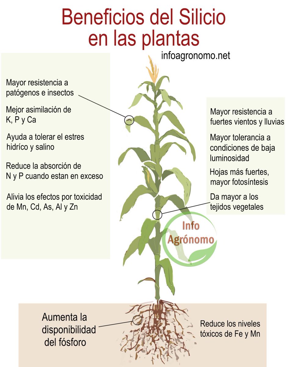 InfoAgronomo's tweet photo. Beneficios del silicio en las plantas https://t.co/lGAs7TbCyW https://t.co/OJxe5bAU3z