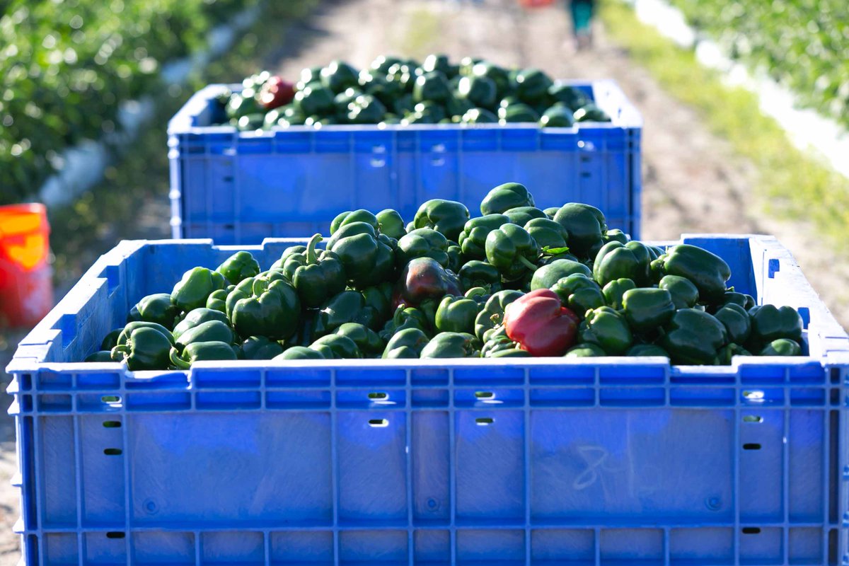 UnityDelray's tweet image. Last weekend, the Builders&apos; Club helped CROS Gleaning program harvest peppers to be distributed to many food banks in Palm Beach and Martin Counties. This wonderful program brings nutritious produce to many families in need.

#buildersclub #crosministries #unityschool