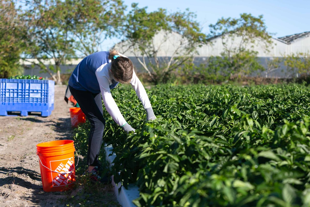 UnityDelray's tweet image. Last weekend, the Builders&apos; Club helped CROS Gleaning program harvest peppers to be distributed to many food banks in Palm Beach and Martin Counties. This wonderful program brings nutritious produce to many families in need.

#buildersclub #crosministries #unityschool