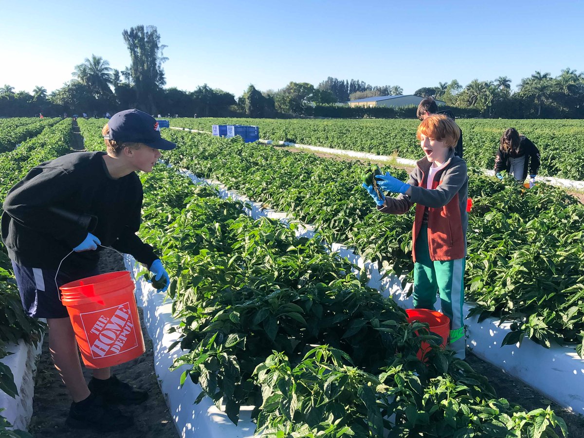 UnityDelray's tweet image. Last weekend, the Builders&apos; Club helped CROS Gleaning program harvest peppers to be distributed to many food banks in Palm Beach and Martin Counties. This wonderful program brings nutritious produce to many families in need.

#buildersclub #crosministries #unityschool
