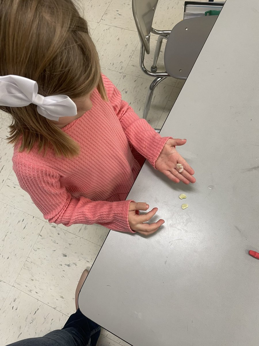 Firstgradefarm's tweet photo. Today we dissected Lima beans to find the embryo and cotyledon! Now we know where the plant first starts to grow! #amstiscience #amstium @AMSTI_UM https://t.co/5LBjWrjfMJ