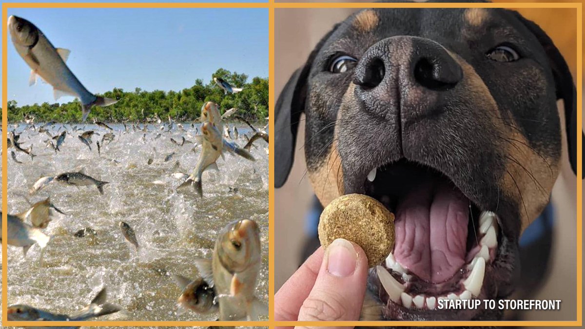 The Silver Carp invasive poses a $7 billion threat to the fish industry in the Great Lakes according to the State of Michigan. 

However, <a href="/haleyjoannpenny/">Haley</a>, founder of <a href="/ChippinTime/">Chippin</a>, has a new solution!

Watch on YouTube: loom.ly/PAy0sgY

#dogs #carp #podcast #podnation