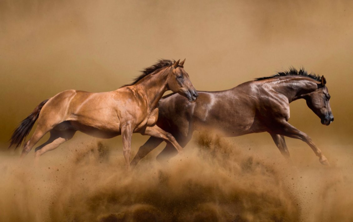 Лошадь бежит горизонтальная картинка