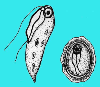 delCampoLab's tweet photo. 𝙍𝙚𝙩𝙤𝙧𝙩𝙖𝙢𝙤𝙣𝙖𝙙𝙞𝙙𝙖 are mutli-flagellated protists that are commonly found as endocommensals in the digestive tracts of vertebrates and invertebrates. #MidweekMicrobe https://t.co/1emnU3coY0