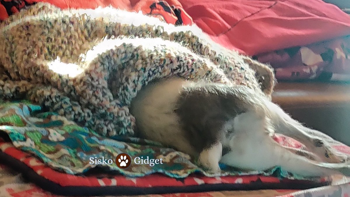 siskoandgidget's tweet photo. Yup! Just me playing with my squeaky ball under the blanket! 🥰🤣😉🐾🐶
#doglife #dogsoftwitter #dogsofinstagram  #doglife https://t.co/ETA0iEAgnl