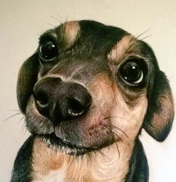 Acariciar a un animalito y verlo ponerse feliz, es una maravilla que no todos saben apreciar 🥰♥️