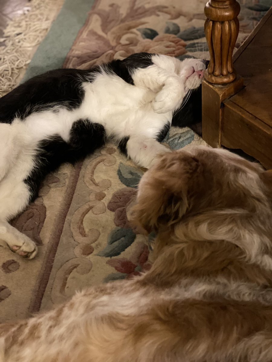 SpanielsSuper's tweet photo. I needed to pop outside & was wary of lying back beside PussPuss… just in case!🤔I lay beside the table & he came & lay beside me 😊 I will have been here 100 days next Monday …. But finally I think he’s beginning to warm to me🤞 #ItJustTakesTime #FinallyFriends #AdoptDontShop https://t.co/vkm5bJpcia