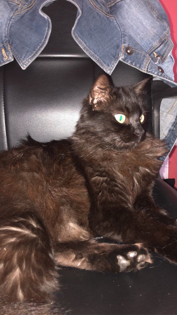 send your pet tweet media