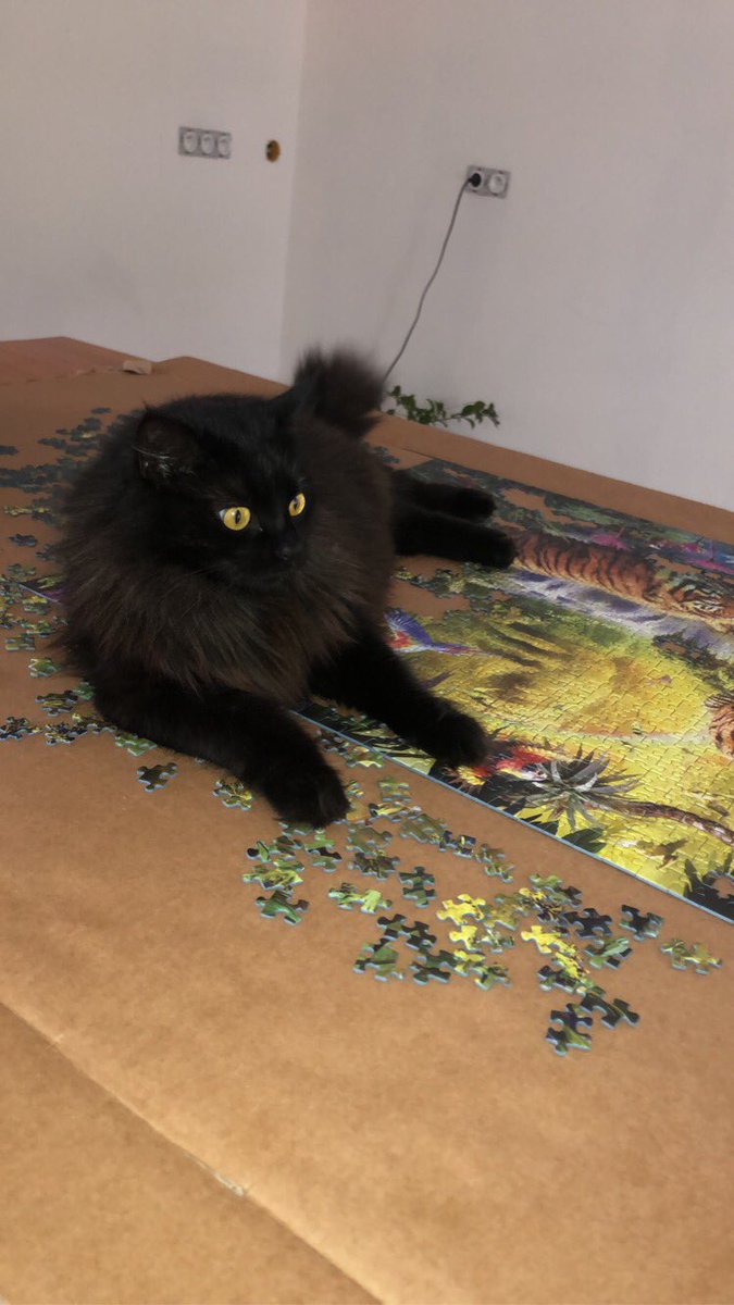 send your pet tweet media