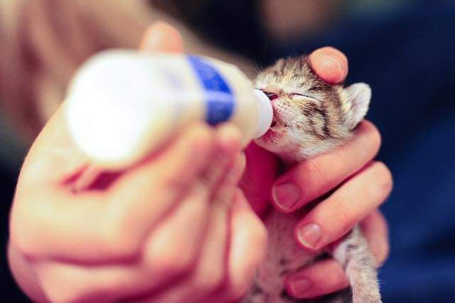Сочувствие животным. Милосердие к животным. Сострадание к животным. Коты Милосердие. Милосердие к котятам.