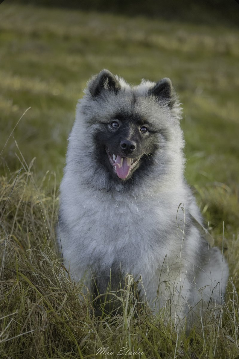 send your pet tweet media